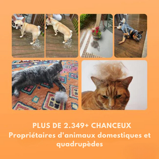 Brosse pour Chien - Spéciale Poils Soyeux !